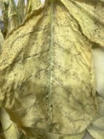 IMG_3833.jpeg