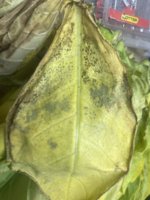 IMG_3838.jpeg