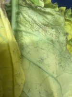 IMG_3839.jpeg