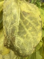 IMG_3842.jpeg