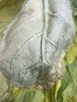 IMG_3841.jpeg