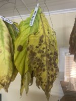 IMG_3857.jpeg