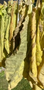 IMG_3904.jpeg