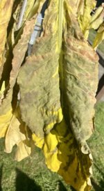 IMG_3906.jpeg