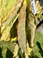 IMG_3907.jpeg