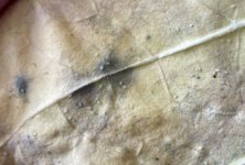 IMG_3912.jpeg