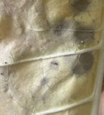 IMG_3913.jpeg
