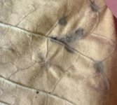IMG_3915.jpeg