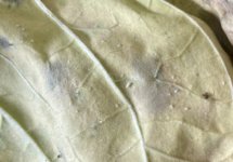 IMG_3919.jpeg