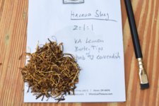 Havana Shag.jpeg