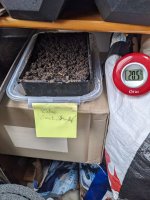 Semis 24.02.2024.jpg