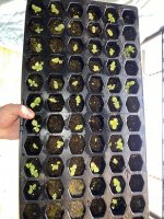 Healthier but dying.jpg