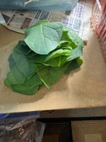 IMG_4571.jpeg IMG_4571.jpeg
