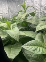 577525C1-C7E1-49E4-90A7-FAEC0D3F3E25.jpeg 577525C1-C7E1-49E4-90A7-FAEC0D3F3E25.jpeg