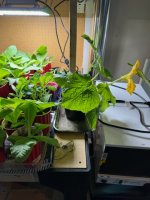 IMG_4596.jpeg IMG_4596.jpeg