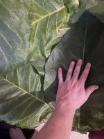 953F682D-2CC3-4DB9-B5D9-AEEC51F625A1.jpeg 953F682D-2CC3-4DB9-B5D9-AEEC51F625A1.jpeg