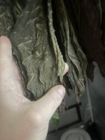 17311DA7-15B5-45ED-818D-F298F7AE8AE0.jpeg 17311DA7-15B5-45ED-818D-F298F7AE8AE0.jpeg