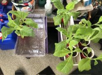 IMG_6661.jpeg IMG_6661.jpeg