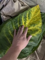 6BDF2EB1-D7B3-4AA8-AF88-1831B50CA254.jpeg 6BDF2EB1-D7B3-4AA8-AF88-1831B50CA254.jpeg