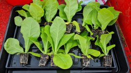 Tobacco 2024-05-24 3.jpg