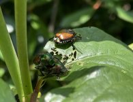 IMG_4787.jpeg