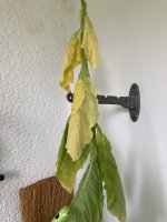 IMG_9338.jpeg
