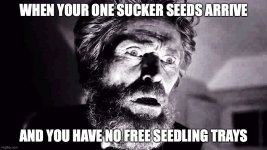 seedtrays.jpeg seedtrays.jpeg