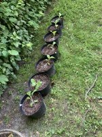 IMG_9418.jpeg IMG_9418.jpeg