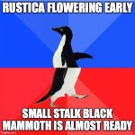 penguin.jpeg
