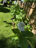 IMG_4850.jpeg
