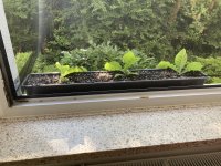 IMG_9696.jpeg