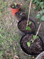 IMG_9713.jpeg