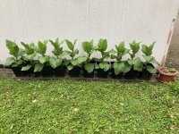 IMG_9831.jpeg
