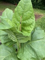 IMG_9833.jpeg