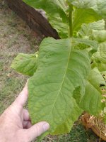 IMG_20240721_180754698.jpg