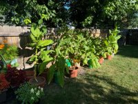 IMG_4982.jpeg