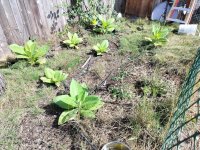 tobacco garden.jpg tobacco garden.jpg