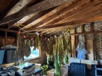 IMG_5038.jpeg