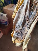 IMG_5046.jpeg
