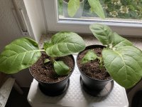 IMG_0863.jpeg