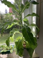 IMG_0985.jpeg