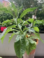 IMG_1009.jpeg