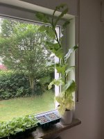 IMG_9374.jpeg
