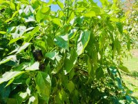 IMG_5061.jpeg