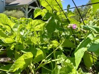 IMG_5060.jpeg
