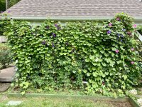 IMG_5054.jpeg