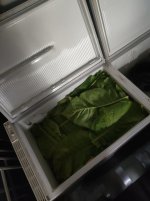 IMG_20240917_191228.jpg IMG_20240917_191228.jpg