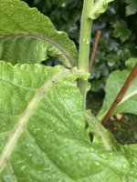 IMG_1167.jpeg