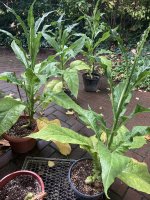 IMG_1168.jpeg