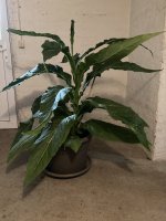 IMG_1381.jpeg